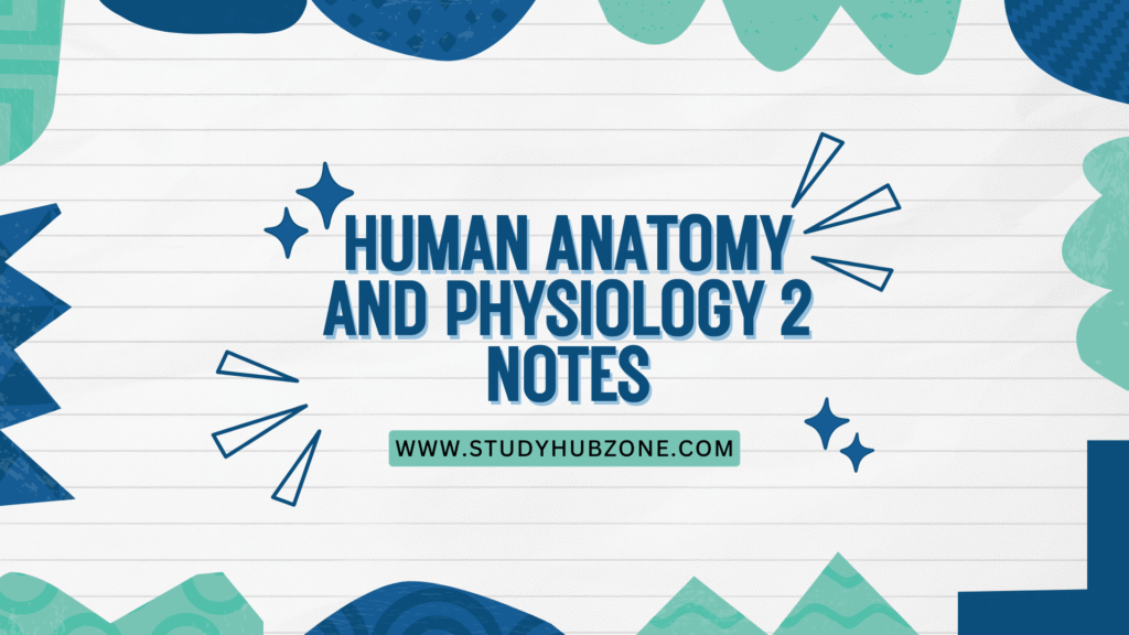 Human Anatomy and Physiology 2 Notes